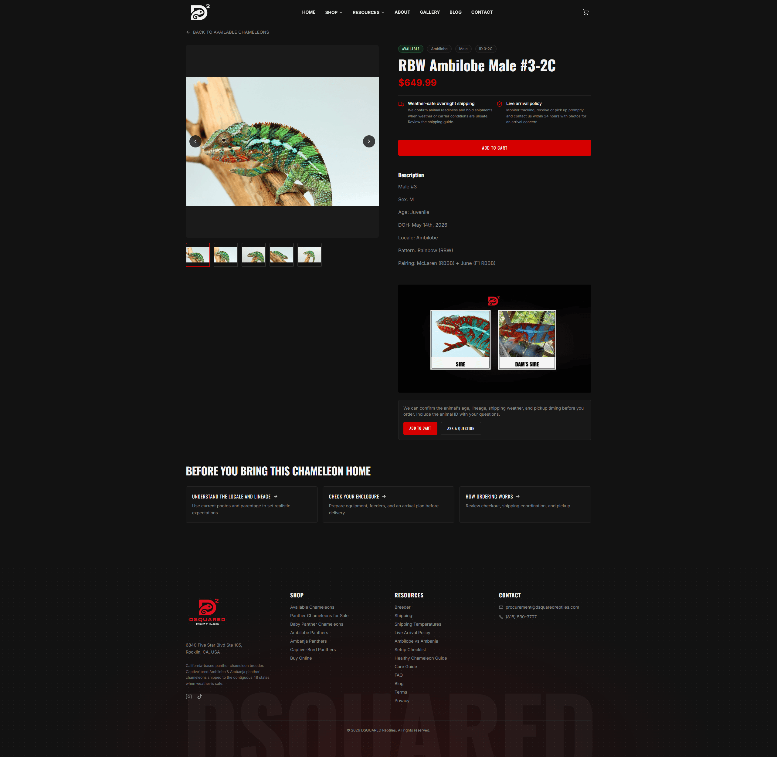 DSQUARED Reptiles homepage hero and brand introduction